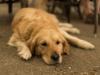 Симптомы и лечение болезней лап и суставов у собак Как лечить суставы у собак