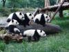 Большая панда или бамбуковый медведь (лат
