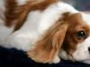 Симптомы и лечение пиометры и гемометры у собак Пиометра у беременной собаки симптомы и лечение