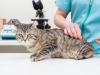 Симптомы токсоплазмоза у кошки: лечение, как передаётся к человеку, анализы и прививки Существуют ли прививки от токсоплазмоза