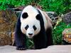 Большая панда — пятнистый медведь Где живет панда и тигр